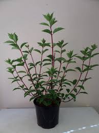 Image result for hydrangea paniculata vanille fraise
