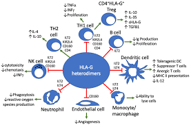 Image result for Blue 1996 AAV