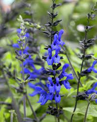 July Plant Of The Month Salvia Guaranitica Black And Blue Salvia Plants Blue Salvia Blue Plants