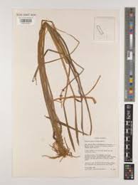 Image result for Wiesneria