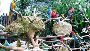 Buy jurong bird park ticket at exciting offer: Jurong Bird Park A Guide To The Best Bird Watching Ever