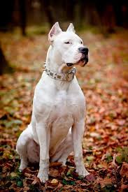 Https Www Facebook Com Michal Slepanek Dogo Argentino Dog Beautiful Dogs Dog Breeds