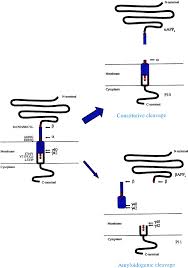 Image result for alzheimer 1981 2021