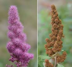 Image result for Spiraea douglasii