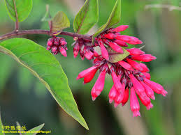 Image result for Cestrum