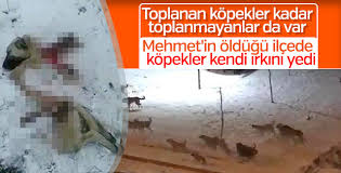 Kayseri De Kopekler Kendi Irkini Yedi