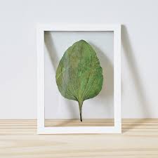 Ouvir folha seca amado batista. Quadro A4 Folha Folha Seca No Elo7 Abre A Janela 14b1642