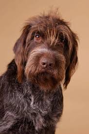 Sabine Nielsen Wirehaired Pointing Griffon Can We Talk Griffon Dog Korthals Griffon Hunting Dogs Breeds