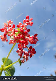 Image result for Rourea