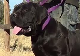 Browse thru our id verified puppy for sale listings to find your perfect puppy in your area. Black Boerboel Breed Recognised Again Mossel Bay Advertiser