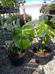 ต้นมอนสเตอร่า ไจแอ้นท์ ฟอร์มใบสวย รากแน่นแข็งแรง ส่งพร้อมกระถาง 4.9 113 à¸‚à¸²à¸¢à¸¡à¸­à¸™à¸ªà¹€à¸•à¸­à¸£ à¸² à¸£à¸²à¸„à¸²à¸– à¸ à¸¡ à¹ƒà¸« à¹€à¸¥ à¸­à¸à¸«à¸¥à¸²à¸¢à¸£ à¸²à¸™ Nanagarden Com