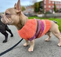 Playtime Dog Sweater - Westknits