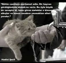 Hayvansever Adli Kullanicinin Ozlu Sozler Panosundaki Pin Hayvan Edebiyat Egitim Felsefesi