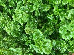 Tak susah dan tak memerlukan langkah yang banyak pun untuk tanam bayam brazil ini. Bayam Brazil Khasiat Dan Cara Tanam Ayue Idris