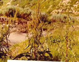 Image result for Rumex crispus