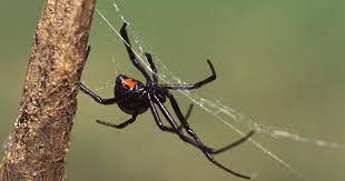 When does a wolf spider bite? Spider Bites Brown Recluse Black Widow Symptoms Treatment