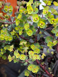 Image result for Euphorbia eranthes