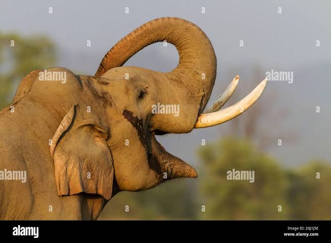 Saluting elephant hi-res stock photography and images - Alamy