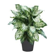 Waterwick 1 4 Quart Dieffenbachia In Plastic Planter Lowes Com In 2020 Plastic Planter House Plants Planters