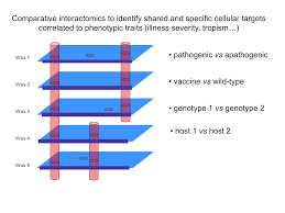 Image result for Filoviridae