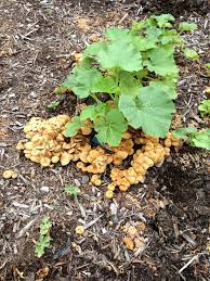 Get glorious vegetables and fruits on your patio with a pro's guidance. Unwanted Mushrooms Growing In My Veggie Garden Fungi Forum At Permies
