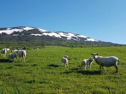 The northeasternmost part of the trollheimen mountain range also lies. Fjellandbruket I Oppdal Og Rennebu Home Facebook