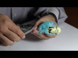 Muhabbet Kuslarinin Tirnaklarinin Kesilmesi Youtube