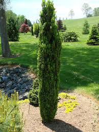 Green Tower Boxwood Interesting Tall Columnar Shape Might Be Nice In Corners To Sort Of Mimic That Italian Hedges Landscaping Green Tower Front Landscaping