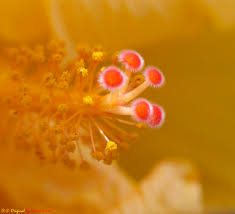 Image result for Hibiscus mastersianus