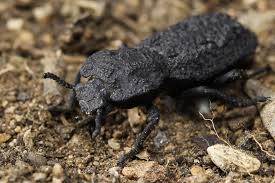 We did not find results for: Meet The Diabolical Ironclad Beetle It S Almost Uncrushable The New York Times