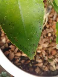 レモンの木の病気 黒点病発生 Korolemonのブログ レモンを育ててみたら
