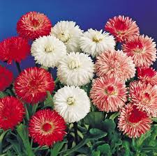 Image result for Bellis