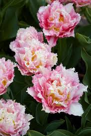 Maybe you would like to learn more about one of these? 19 Early Blooming Spring Flowers For Your Garden Better Homes Gardens