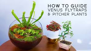 Venus flytrap thrives in acidic soil that have poor nutrition content. How To Carnivorous Plant Bowl Venus Fly Trap Pitcher Plants Youtube