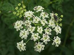 Pin On Flowers Umbelliferae