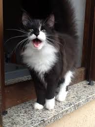 Black And White Tuxedo Cats Norwegian Forest Cats Katt