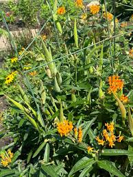 Image result for Hibiscus nigricaulis