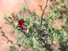 Image result for Syncolostemon bracteosus