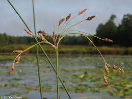 Image result for Schoenoplectus muricinux