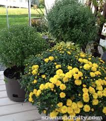 Cuttings are how to start mums for quick blooming plants. How To Care For Fall Mums