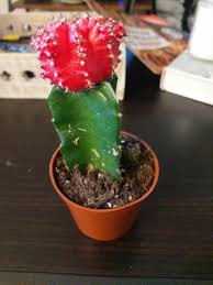 Recently, the red top part has become brown. Tips On Caring For A Ruby Ball Cactus Not Sure What The Root Cactus Is And This Is My First Time Caring For A Cactus In General Succulents