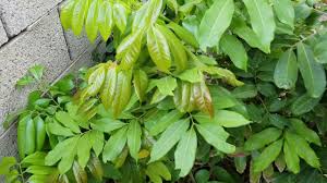 Longans are massive trees that can be used for shade. Five Year Old Longan Tree Growing In Phoenix Youtube
