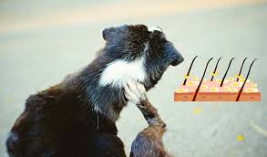 Baths and grooming sessions with helpful products can provide a lot of relief. Dog Dandruff 6 Different Causes Prevention And Treatment Of Each One