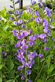 In addition to being beautiful the flowers can also be used to make an extremely popular herbal tea, purported to help strengthen the immune system. 25 Gorgeous Purple Perennial Flowers That Will Bloom Forever