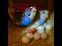 Cift Muhabbet Kusu Alacaklara Kacinilmaz Tavsiyeler Youtube