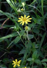 Image result for Aspilia pluriseta