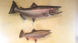 32 rainbow trout full mount. King Salmon And Rainbow Trout Fish Mounts By Roberts Fish Mounts For Sale Bloodydecks