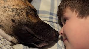 Fundraiser by courtney kraehling : Please help save Dane's life!