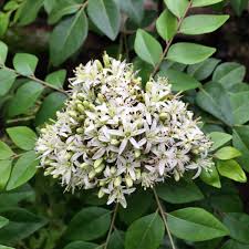 Curry leaves murraya koenigii, is nutrient dense herb support for diarrhea, cancer, kidney problem, cholesterol levels, hair growth, eye disorder, skin infections, anemia, heart disease, diarrhea. Curry Leaf Gamthi Murraya Koenigii Curry Leaf Plant For Sale Curry Leaf Plant Plant Sale Curry Leaves