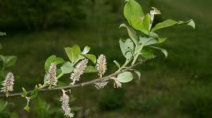 Image result for Goat Willow